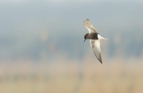 [Diffusion/Blurs]S_EdgeAwareBlur