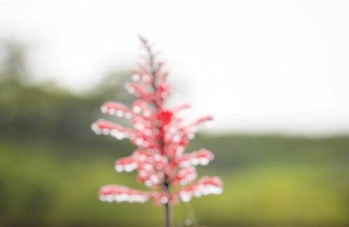 Bokeh Blur FX