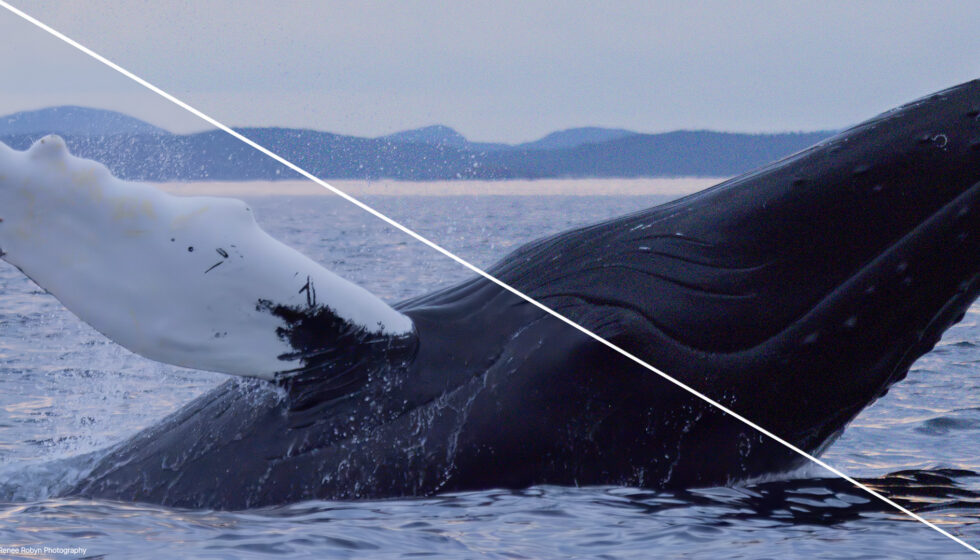 boris-fx-optics-2026-denoise-ml