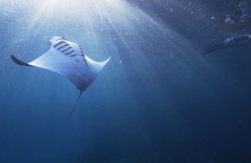 Blur to Color Impacts